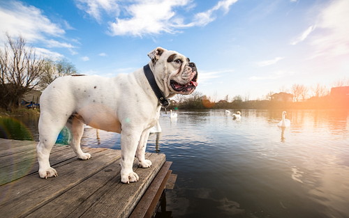 犬も風邪をひく!? 注意したい「呼吸器の疾患」について