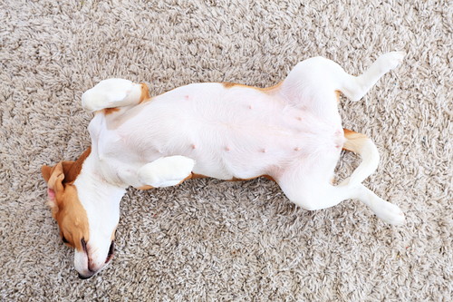 カーペットの上でお腹を見せる犬の写真