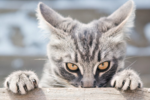 栄養に配慮しよう!猫の「胃腸」をいたわるために気をつけたいこと