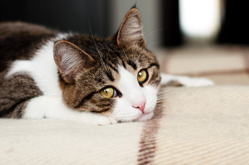 猫が「引っ掻く&噛む」のはなぜ?気になる原因と接し方について