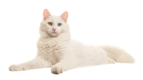 rs_shutterstock_615256670.jpg