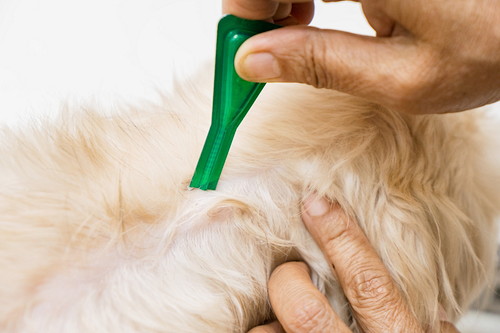 春は「マダニ」に注意!起こりうる疾患を理解して愛犬の健康に努めよう
