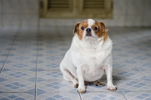 体重管理に気をつけよう!「肥満によってリスクが上がる」犬の病気について
