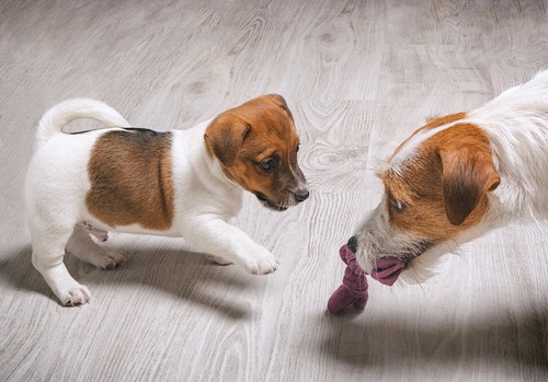 犬の病気は遺伝するの?知っておきたい「遺伝」と「病気」の関係性