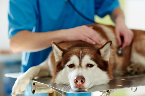 普段の生活を見直して!室内&散歩でよくある犬の「異物誤飲」について