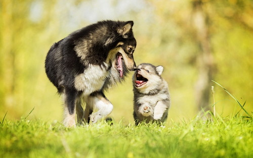 犬の病気は遺伝するの?知っておきたい「遺伝」と「病気」の関係性