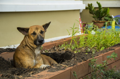 穴を掘る行動には意味があった!? 犬の「ここ掘れワンワン」に隠れた秘密