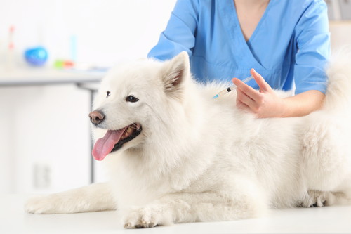 子犬や老犬になりやすい?犬風邪と飛ばれる「ケンネルコフ症候群」とは