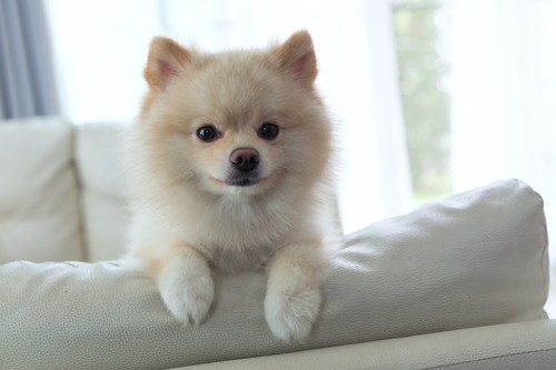 愛らしい瞳にメロメロ!初心者さん必見「小型犬」との暮らし&注意点