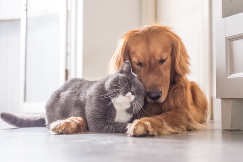出典:https://www.shutterstock.com/