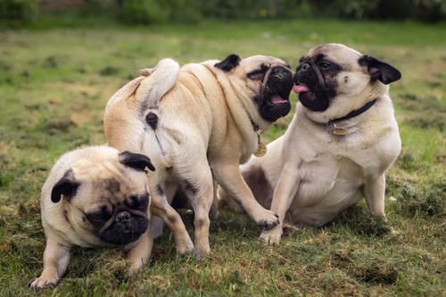 犬同士でも「好き嫌い」があるのはなんで?人もきっと共感できる犬の世界