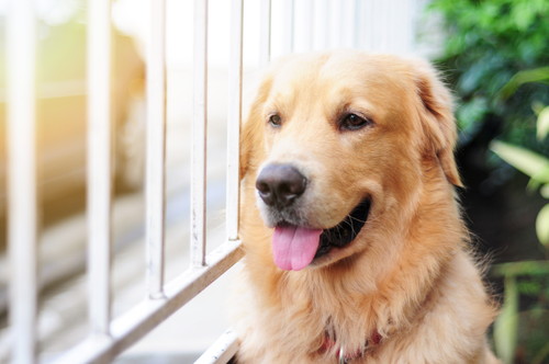なんでペロペロするの?犬の「舐める」行動について獣医師が解説