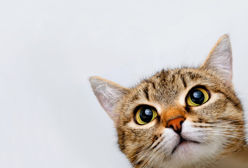 すぐに忘れるのはウゾ!? 猫の「記憶力」について分かってきたこと