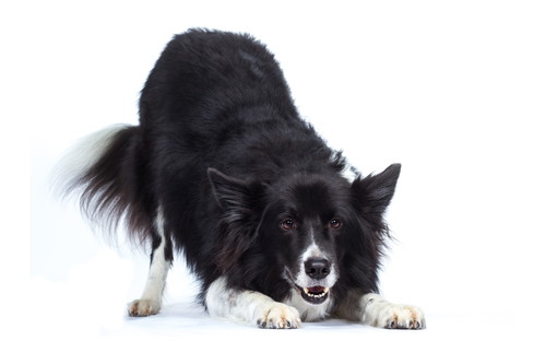 病気に合わせた治療が大切!犬が「便秘」になる原因と対処法~後編~