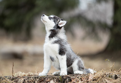 犬の病気は遺伝するの?知っておきたい「遺伝」と「病気」の関係性