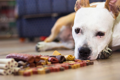 冬こそ注意したい!犬の「脱水症状」その見分け方と予防法