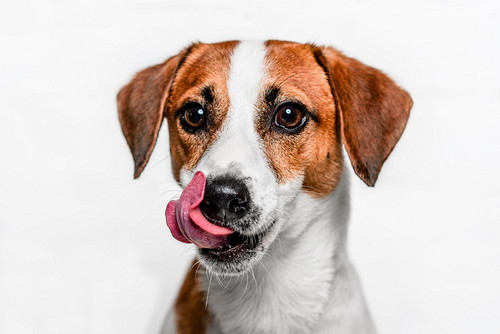 下を出している犬の写真