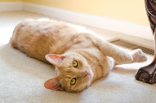 引越しシーズン到来!愛猫を「新しいおうち」に慣れさせるポイント