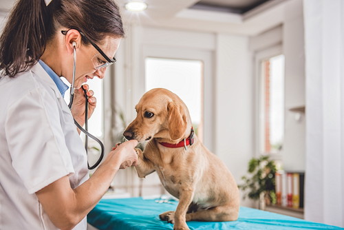 原因と症状はひとつじゃない!? 犬の「胃炎」について知っておきたいこと