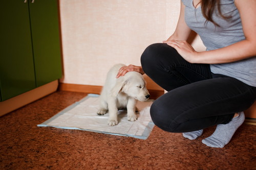 飼い主のリアルな悩みに獣医師がアドバイス!犬のしつけ「トイレ編」