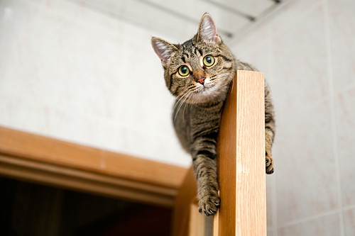 楽しくお手入れしよう!愛猫に実践したい「ハズバンダリートレーニング」