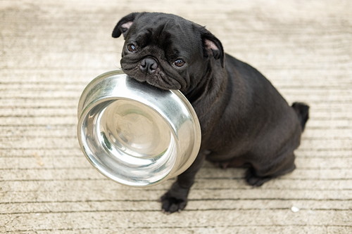 原因と症状はひとつじゃない!? 犬の「胃炎」について知っておきたいこと