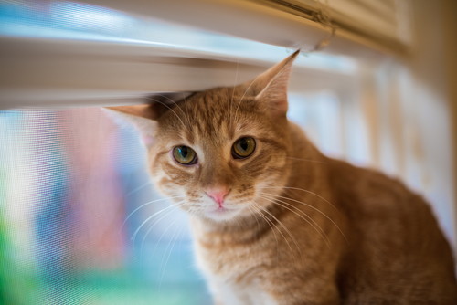 猫の「血液型」は何種類?知っておきたい基礎知識&献血の現状について