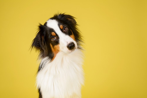 くしゃみや鼻水が増えたら要注意!犬の「花粉症」6つの症状を中心に解説