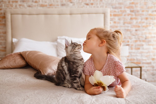 猫の「去勢(避妊)」で性格が変わるってほんと?獣医師が詳しく解説