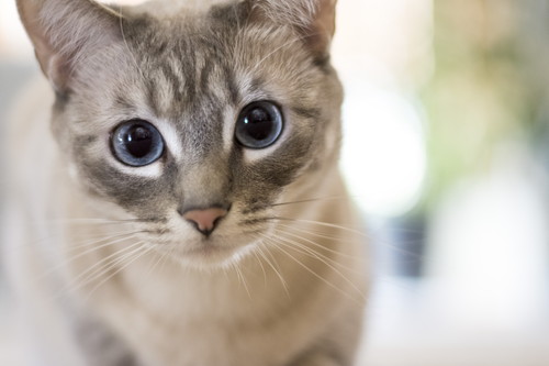 定義を知って適切な行動を!猫の「がん」に対して飼い主ができること~第1弾~