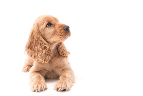 うるうるし過ぎは要注意!? 犬の「涙やけ」の原因&対策について解説