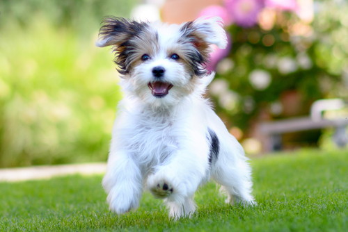 犬には「血液型」がたくさんある?基礎知識と輸血の現状・注意点について
