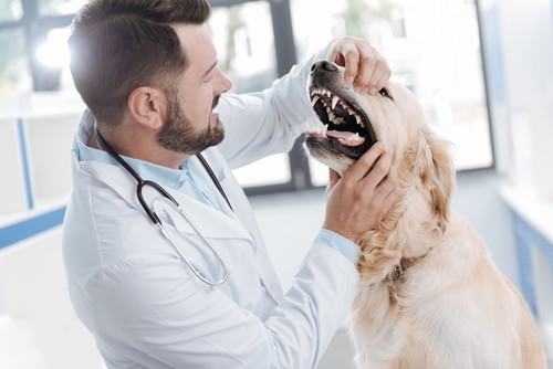 犬の永久歯はいつから生えるの?「歯の抜け替わり時期」適切なケア方法