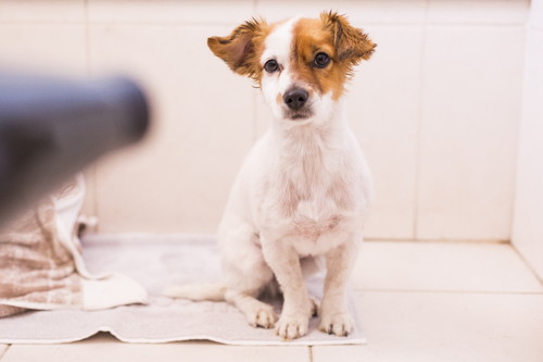 飼い主のリアルな悩みに獣医師がアドバイス!犬のしつけ「トイレ編」