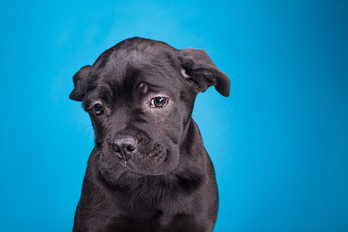 食事管理と運動を心がけよう!犬の「糖尿病」に関する基礎知識