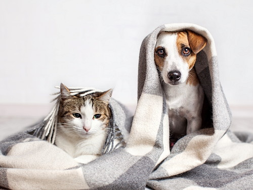 布にくるまっている犬と猫の写真