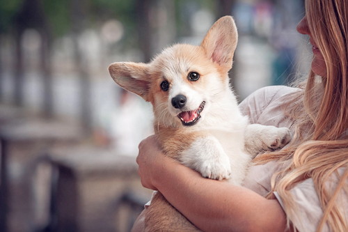 犬の病気は遺伝するの?知っておきたい「遺伝」と「病気」の関係性