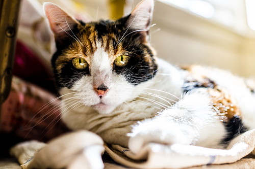 栄養に配慮しよう!猫の「胃腸」をいたわるために気をつけたいこと