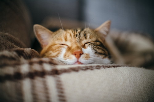 アフターケアはなにをすればいい?猫の「去勢(避妊)」について