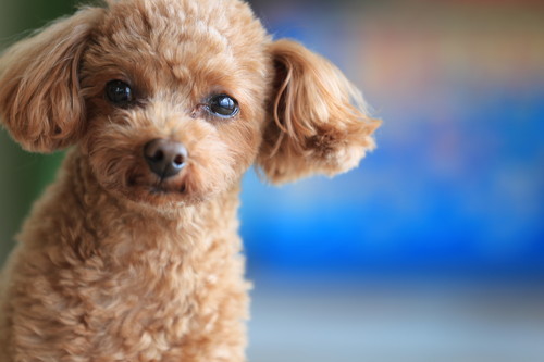 愛らしい瞳にメロメロ!初心者さん必見「小型犬」との暮らし&注意点