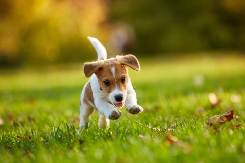 人間だけじゃない!? 犬の「反抗期」おもしろい生体＆正しい付き合い方