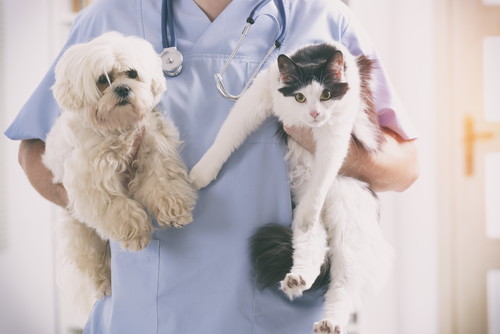 飼い主は犬猫の保険に入るべき?気になる「ペット保険」について獣医師が解説