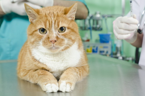 人間だけじゃない!? 猫にも見られる「花粉症」について