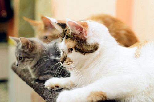 猫の「多頭飼」で病気はうつる?感染症について正しい理解を深めよう