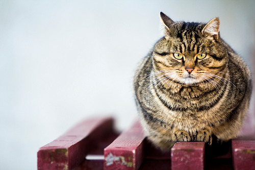 大切なのは体重管理!「肥満によってリスクが上がる」猫の病気について