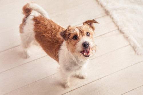 家族で統一することが大切!子犬を迎えたら実践したい「しつけのポイント」