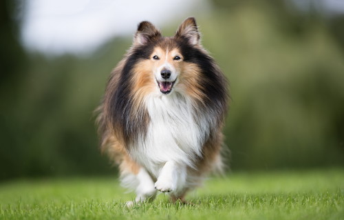 これだけは知っておきたい!犬の「免疫」の基本と免疫系の疾患について