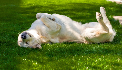 くしゃみや鼻水が増えたら要注意!犬の「花粉症」6つの症状を中心に解説