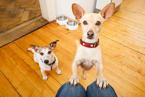どんな意味があるの?何かを「じっと見つめる」犬の行動