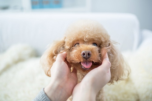食事管理と運動を心がけよう!犬の「糖尿病」に関する基礎知識